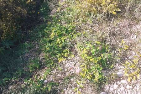 Salta la alarma en el río Mijares al descubrirse la especie invasora de la 'planta cruel'