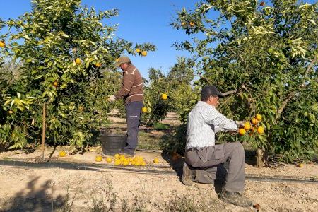 Nules intensifica la atención a los agricultores por problemas en la campaña citrícola