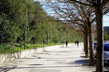 Xàtiva replantará 46 árboles en diversos puntos del municipio para reforzar las zonas de sombra y mejorar el confort urbano