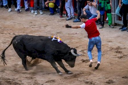 Un barri d'un poble de Castelló tornarà a celebrar bous després de quasi 40 anys sense festejos taurins