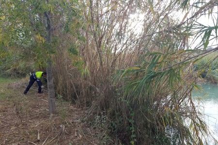 Sorpresa en el río Millars al encontrar la exótica especie del miraguano falso