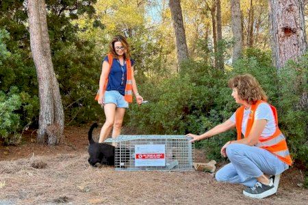 La Nucía abre mañana el plazo de voluntariado de la Campaña de Esterilización de Gatos