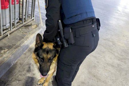 Un ataque entre perros en Petrer acaba con la muerte de uno de los animales