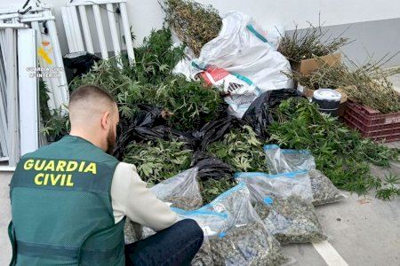 Operació antidroga a les Alqueries: confisquen 6 quilos de marihuana i 150 plantes després de les queixes veïnals