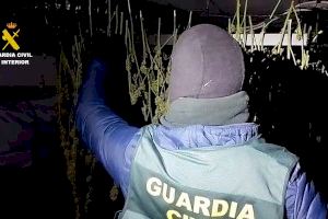 Colp antidroga a Ibi: desmantellada una plantació de marihuana amb més de 570 plantes en un habitatge familiar - (foto 2)