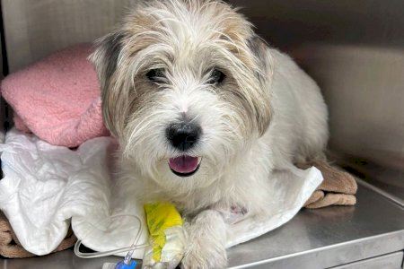 Una localitat valenciana comptarà un dels hospitals veterinaris més avançats d'Espanya