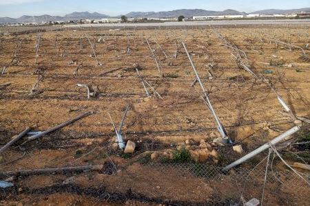 Desolación en el campo alicantino: los fuertes vendavales dejan k.o. cítricos, nísperos e invernaderos