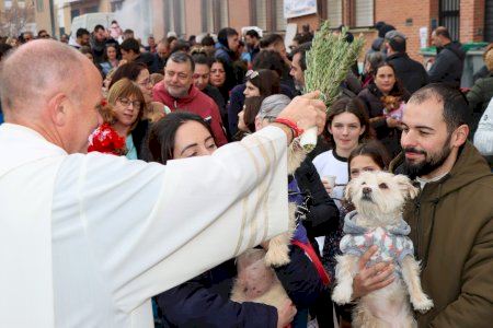 Torrent se prepara para la tradicional bendición de animales de Sant Antoni
