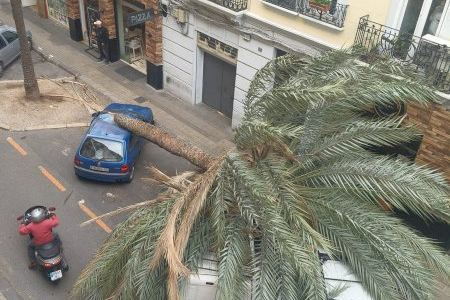 El vent causa destrosses i fa caure palmeres a València