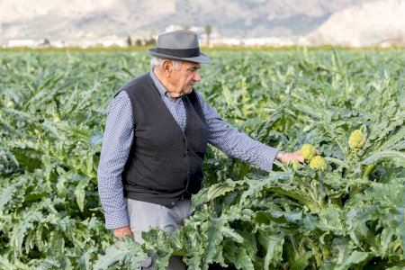 La alcachofa de la Vega Baja reivindica la Inteligencia Agraria frente a la IA tecnológica