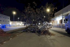 Rachas de hasta 153 km/h desatan una noche caótica en la Comunitat Valenciana con árboles caídos, daños en edificios y bomberos desbordados - (foto 17) Rachas de hasta 153 km/h desatan una noche caótica en la Comunitat Valenciana con árboles caídos, daños en edificios y bomberos desbordados - (foto 17)