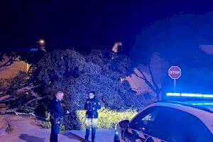 Rachas de hasta 153 km/h desatan una noche caótica en la Comunitat Valenciana con árboles caídos, daños en edificios y bomberos desbordados - (foto 15) Rachas de hasta 153 km/h desatan una noche caótica en la Comunitat Valenciana con árboles caídos, daños en edificios y bomberos desbordados - (foto 15)