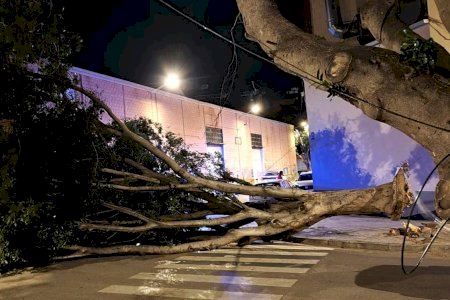 Ratxes de fins a 153 km/h deslliguen una nit caòtica en la Comunitat Valenciana amb arbres caiguts, danys en edificis i bombers desbordats