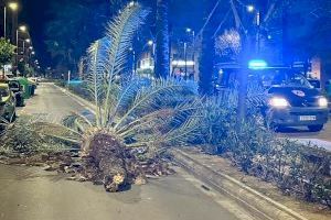 Rachas de hasta 153 km/h desatan una noche caótica en la Comunitat Valenciana con árboles caídos, daños en edificios y bomberos desbordados - (foto 28) Rachas de hasta 153 km/h desatan una noche caótica en la Comunitat Valenciana con árboles caídos, daños en edificios y bomberos desbordados - (foto 28)