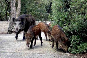 Un sistema con inteligencia artificial detectará jabalíes y encenderá señales para evitar accidentes en una carretera valenciana