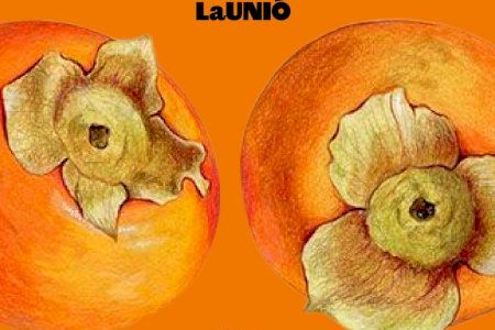 LA UNIÓ celebra mañana en Benimodo sus III Jornadas del cultivo del Caqui