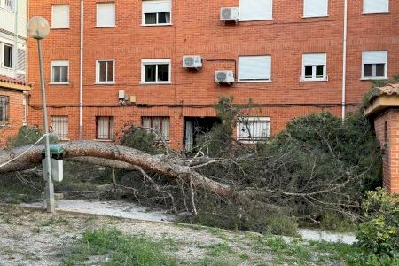 El temporal de viento provoca en Utiel desperfectos con la caída de árboles y ramas y señales y farolas tumbadas