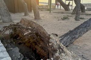 Un poble de Castelló ordena la tala urgent d'una pineda després de detectar “alta perillositat” - (foto 2) Un poble de Castelló ordena la tala urgent d'una pineda després de detectar “alta perillositat” - (foto 2)