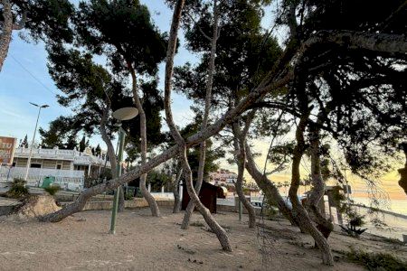 Un poble de Castelló ordena la tala urgent d'una pineda després de detectar “alta perillositat”