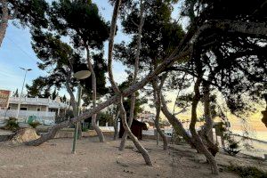 Un poble de Castelló ordena la tala urgent d'una pineda després de detectar “alta perillositat” Un poble de Castelló ordena la tala urgent d'una pineda després de detectar “alta perillositat”