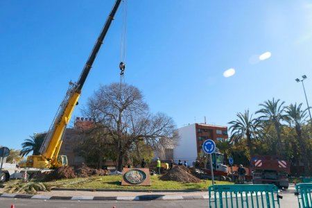 Un poble d'Alacant trasplanta el seu gegant més volgut de 160 anys i 14 metres sense talar-lo ni danyar-lo