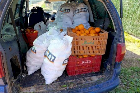 Descubren in fraganti a dos ladrones robando 200 kilos de naranjas en Almassora
