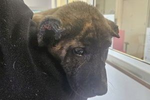 Encuentran un perro con las orejas amputadas deambulando por las calles de Albal Encuentran un perro con las orejas amputadas deambulando por las calles de Albal