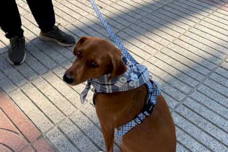 Alzira reparteix mocadors fallers per a gossos amb el lema “No m’agraden els coets”