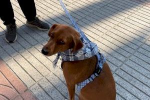 Alzira reparteix mocadors fallers per a gossos amb el lema “No m’agraden els coets” Alzira reparteix mocadors fallers per a gossos amb el lema “No m’agraden els coets”