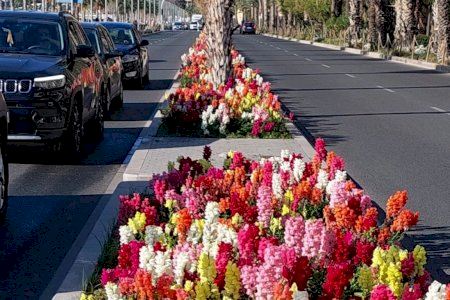 Alicante siembra con las primeras flores de la temporada el frente litoral a lo largo de la Explanada