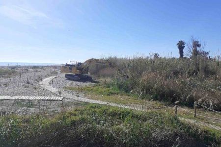 Comienza la guerra contra la Arundo donax invasora en el río Mijares