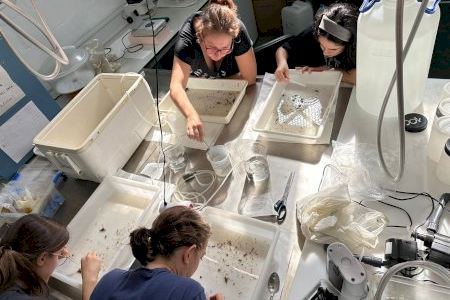 La Universidad de Alicante avanza en modelos sostenibles para la cría del langostino del Mediterráneo