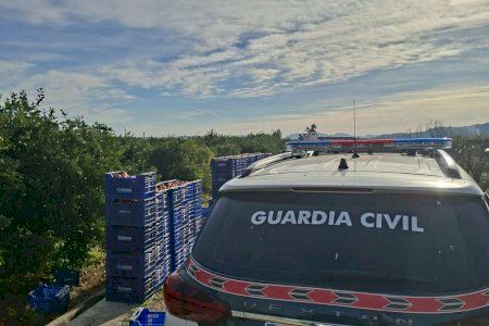 Ladrones asestan otro golpe a la agricultura valenciana: roban más de 63 toneladas de naranjas y se embolsillan más de 14.000 euros