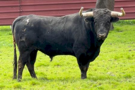 Una de les capitals del bou a Castelló anuncia el seu esperat tancament de bous salvatges: aquesta serà la ramaderia