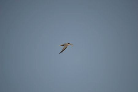 Alguna cosa està passant en la desembocadura del Millars: preparen noves estructures per a protegir una espècie vulnerable