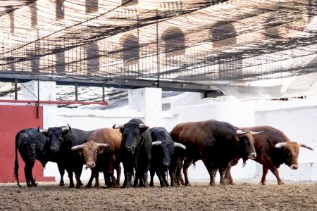 Novillos de Fuente Ymbro para la última novillada de Fallas