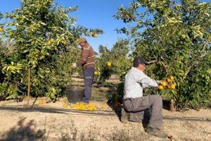 Nules se convierte en punto de encuentro mundial para proteger el futuro de la agricultura