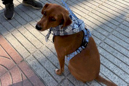 Hologrames i espectacles sense soroll: les alternatives que planteja una plataforma pel benestar animal en Falles