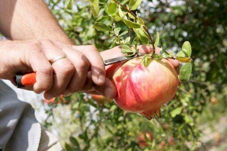 La Granada Mollar de Elche abre el plazo de inscripción de parcelas en la Denominación de Origen Protegida