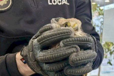 La Policia Local d'Alaquàs rescata un xoriguer ferit per un cep de ballesta