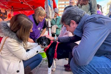 Almassora sotmet a consulta pública la nova ordenança de benestar animal per a actualitzar la normativa municipal