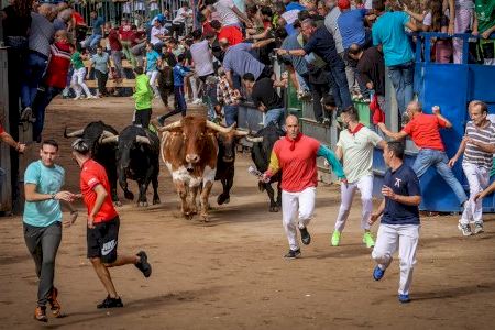 Quina és la capital del bou a la Comunitat Valenciana?: els municipis amb més 'bous al carrer'
