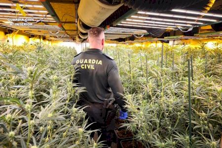 Troben en naus industrials de dos municipis de Castelló una macro plantació amb 2.600 plantes de marihuana