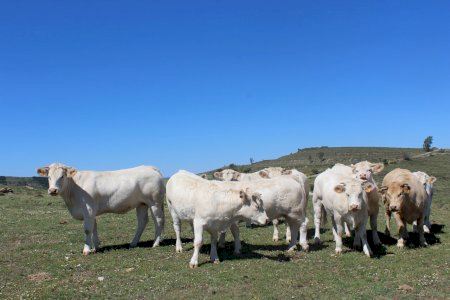 LA UNIÓ considera adecuadas las medidas contra la dermatosis nodular bovina, pero reclama reforzar las ayudas a las ADS