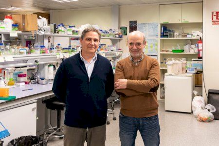 Descubren un “interruptor molecular” que controla cómo forman las plantas sus vasos conductores