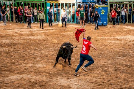 Castellón, tierra de toros: solo 9 pueblos no celebran ‘bous al carrer’