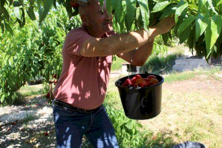 El campo valenciano vende a pérdidas mientras el consumidor paga hasta 12 veces más por las hortalizas