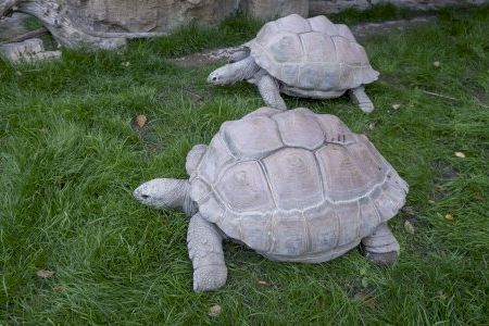 València torna a veure a dos de les tortugues més grans del món en un espectacle natural únic València torna a veure a dos de les tortugues més grans del món en un espectacle natural únic