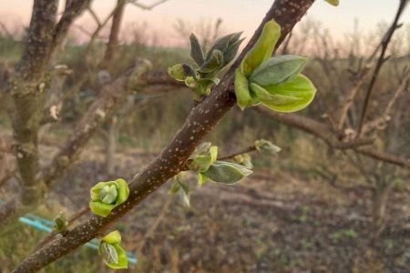 La Comunitat Valenciana vive días soleados con cara oscura: heladas nocturnas golpean el campo y dejan pérdidas millonarias