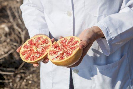 La granada Mollar de Elche protagoniza un proyecto de investigación para proteger y optimizar su calidad